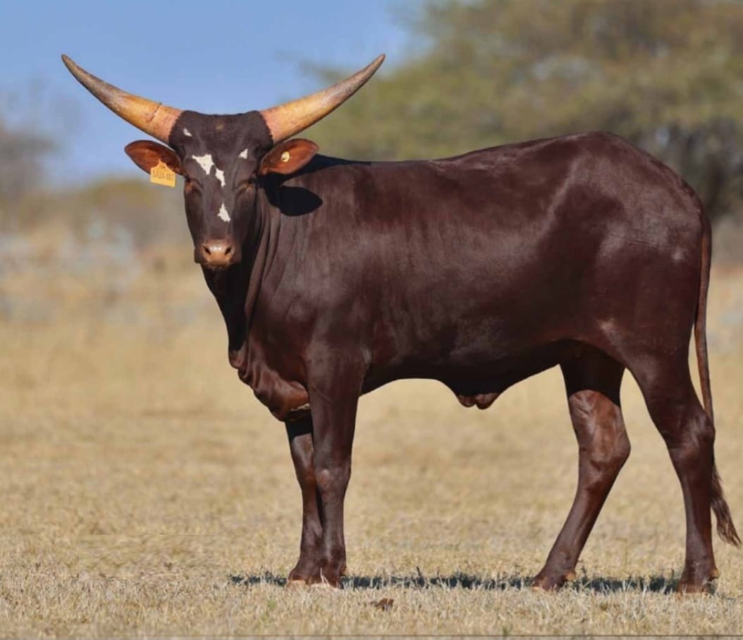 Ilunda Ankole cattle