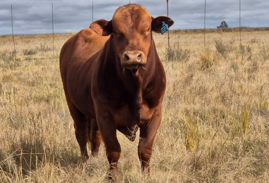 Red cattle facing forward in a field