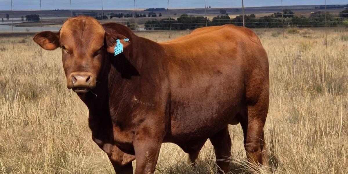 Cattle on farm