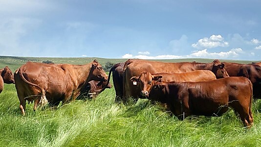 Commercial breed cattle