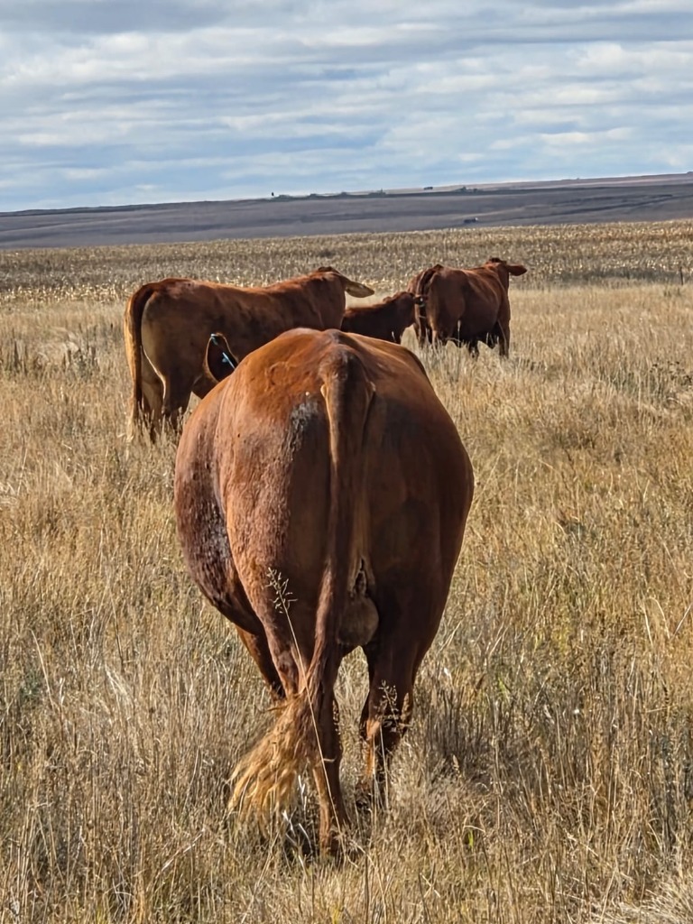Cattle grazing in a dry field